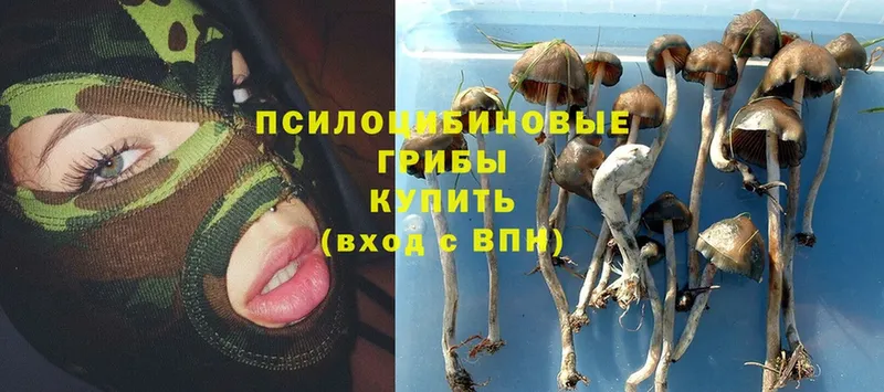 Псилоцибиновые грибы Psilocybe  Инсар 